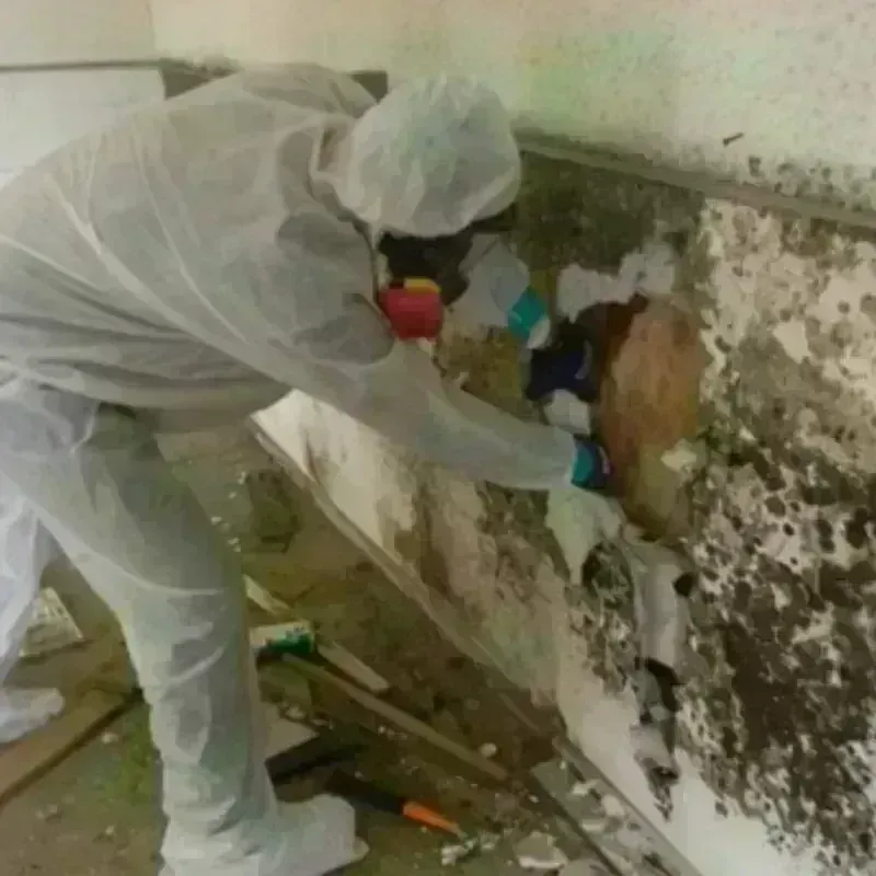 Mold Remediation and Removal in Colfax County, NE